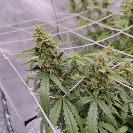 Super Skunk x3 + 1 unknown genetic