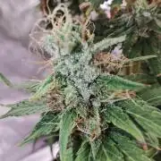 Tutti Fruity mix