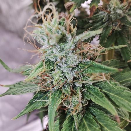 Tutti Fruity mix