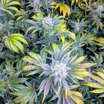 Black Sugar