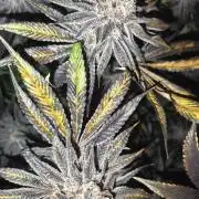 Gusherz gelato