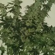 Junglato