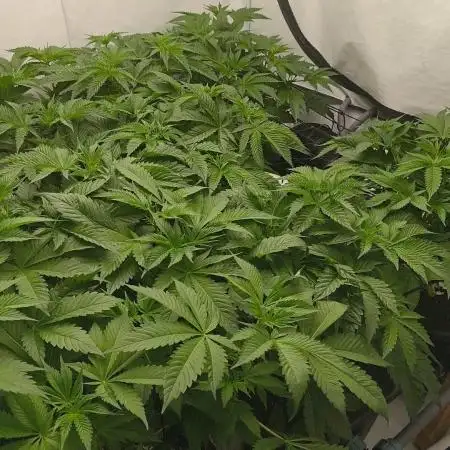 White Inferni (beleaf)