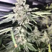 White Inferni (beleaf)