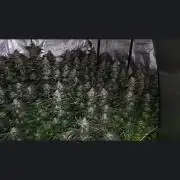 Oreoz big