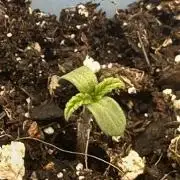 MSNL Critical Thunder Auto