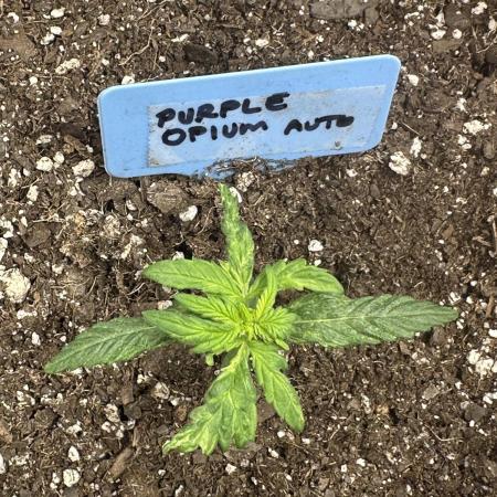 Purple Opium Automatic