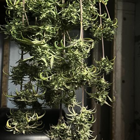 RQ Hulkberry Auto