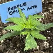 Purple Opium Automatic