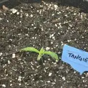 Blimburn Tangie Auto