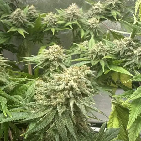 Gone Bananas