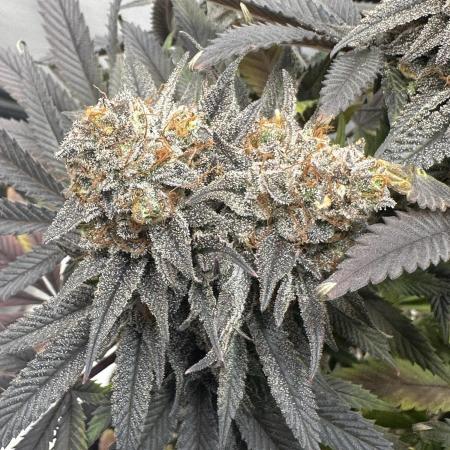 Humboldt Trainwreck x Pistachio
