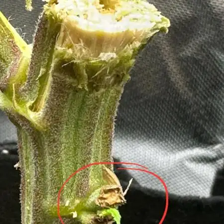 Zam Banana reveg
