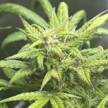 RQ Hulkberry Auto