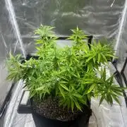 Northern Lights Zam