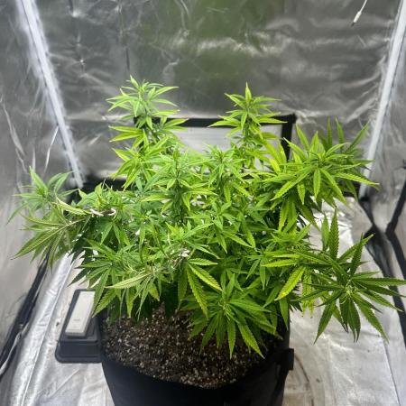 Northern Lights Zam