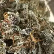 Blimburn Tangie Automatic