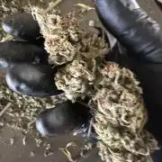 Ghost Train Haze Auto