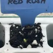 Blimburn Red Kush Auto