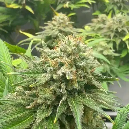 Gone Bananas