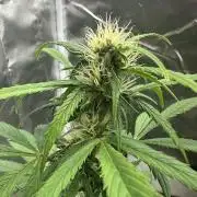 Ghost Train Haze Auto