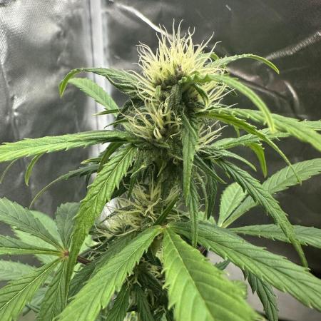 Ghost Train Haze Auto