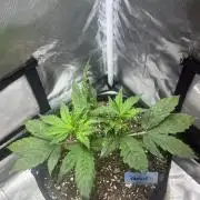 Blimburn Tangie Automatic