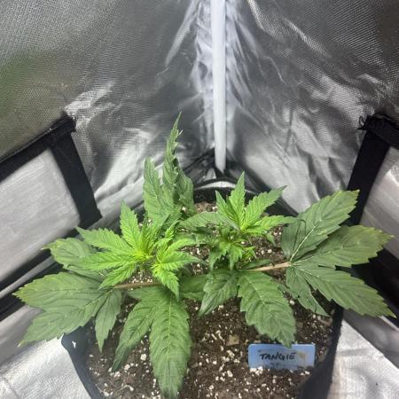 Blimburn Tangie Automatic