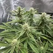 Blimburn Tangie Automatic