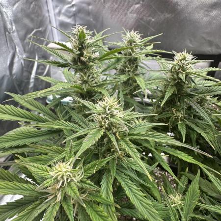 Blimburn Tangie Automatic