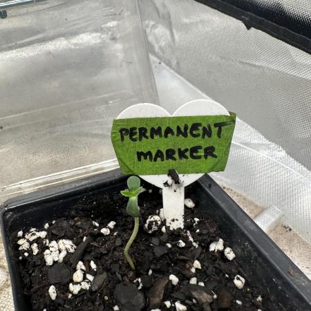 Permanent Marker