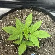 Blimburn Tangie Automatic