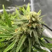 Northern Lights Zam