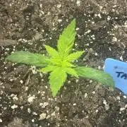 Blimburn Tangie Automatic