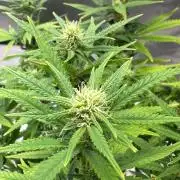 Northern Lights Zam