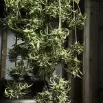 RQ Hulkberry Auto