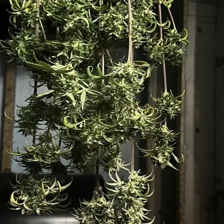 RQ Hulkberry Auto