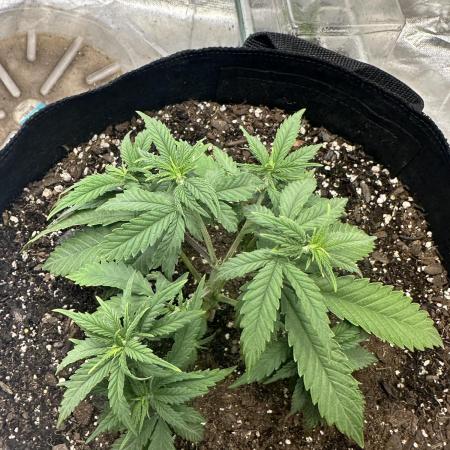 Northern Lights Zam