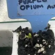 Purple Opium Auto