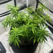 Northern Lights Zam
