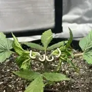 Blimburn Tangie Automatic