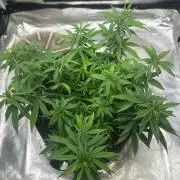 Northern Lights Zam