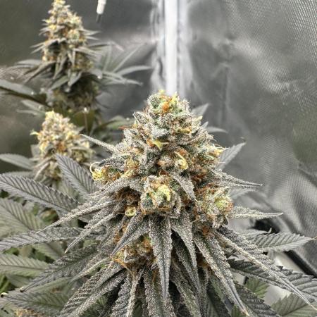 Humboldt Trainwreck x Pistachio