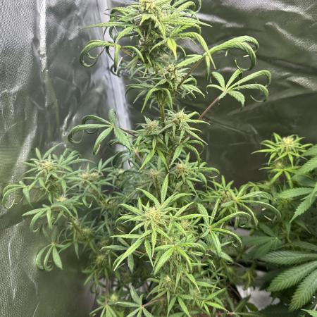 RQ Hulkberry Auto