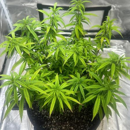 Northern Lights Zam