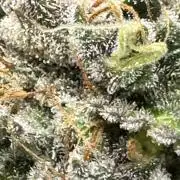 Ghost Train Haze Auto