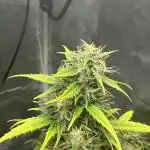 Zam Fruit Punch
