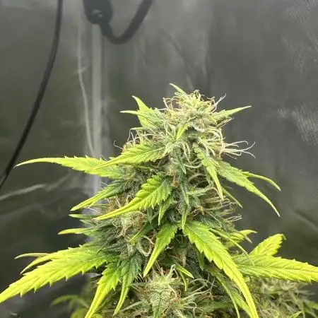 Zam Fruit Punch