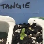 Blimburn Tangie Auto