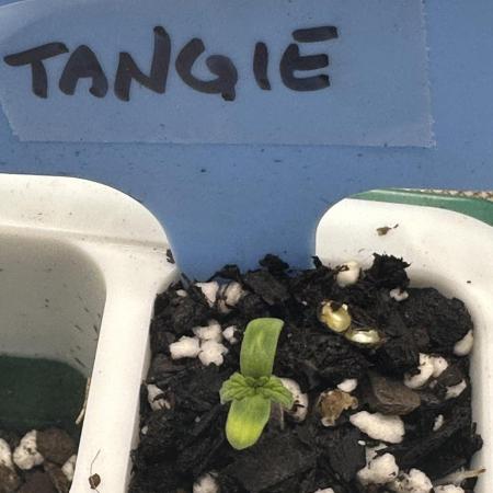 Blimburn Tangie Auto